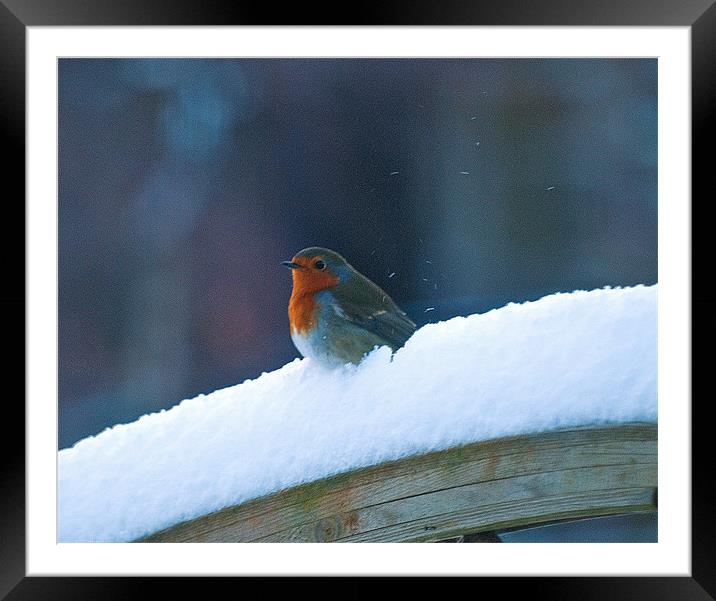 "Red Robin's Winter Rest" Framed Mounted Print by Stuart Jack