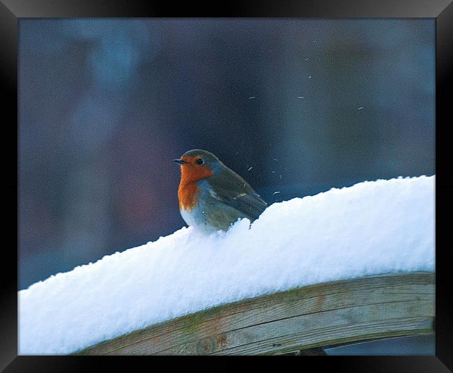 "Red Robin's Winter Rest" Framed Print by Stuart Jack