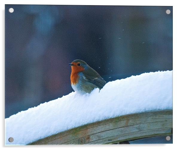 "Red Robin's Winter Rest" Acrylic by Stuart Jack
