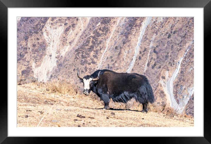 stadning wild animal Yak in mountain  Framed Mounted Print by Ambir Tolang