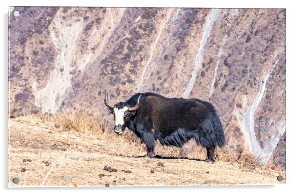 stadning wild animal Yak in mountain  Acrylic by Ambir Tolang