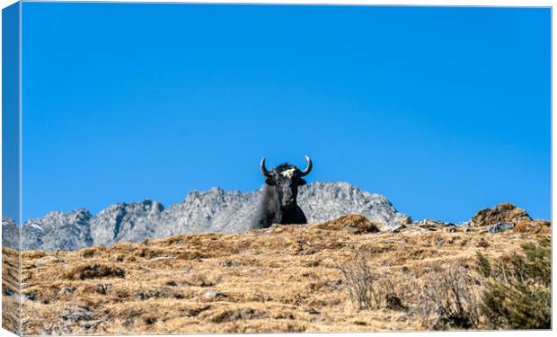 stadning wild animal Yak in mountain  Canvas Print by Ambir Tolang