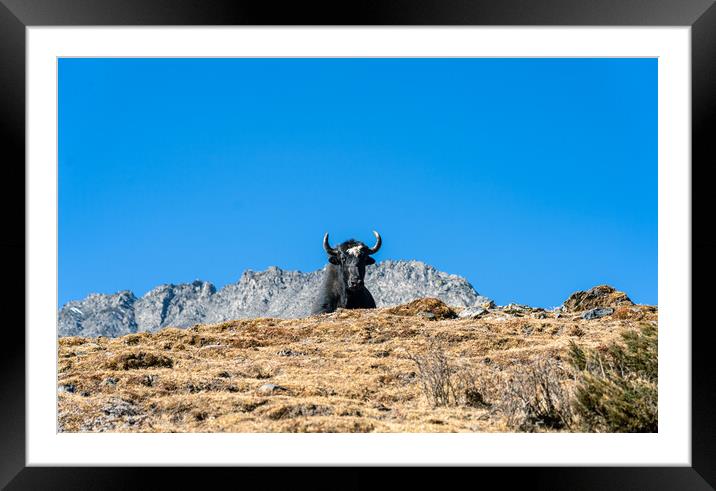 stadning wild animal Yak in mountain  Framed Mounted Print by Ambir Tolang