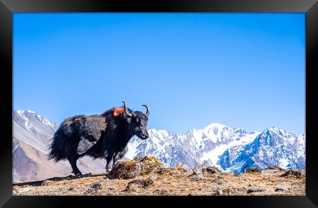 stadning wild animal Yak in mountain  Framed Print by Ambir Tolang