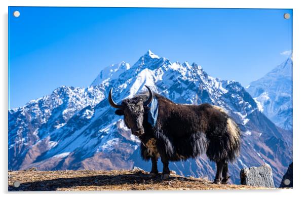 stadning wild animal Yak in mountain  Acrylic by Ambir Tolang