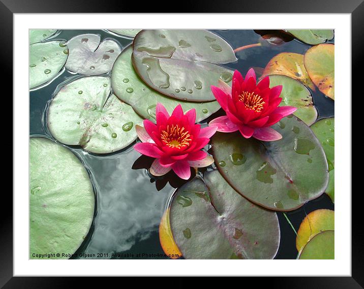 LIly and pads. Nelumbonaceae Framed Mounted Print by Robert Gipson
