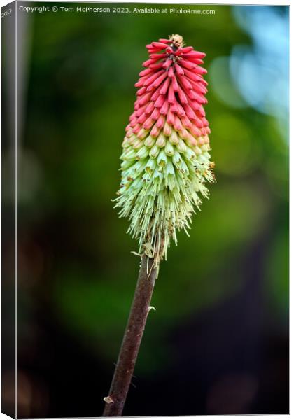 Red Hot Poker Canvas Print by Tom McPherson