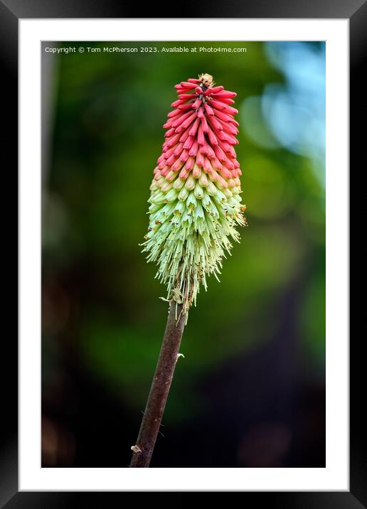 Red Hot Poker Framed Mounted Print by Tom McPherson
