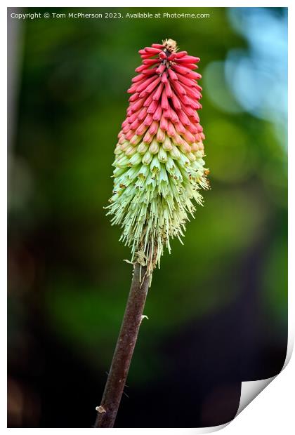Red Hot Poker Print by Tom McPherson
