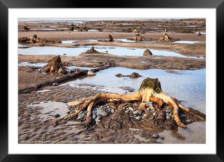 Petrified Forest Framed Mounted Print by Phil Lane