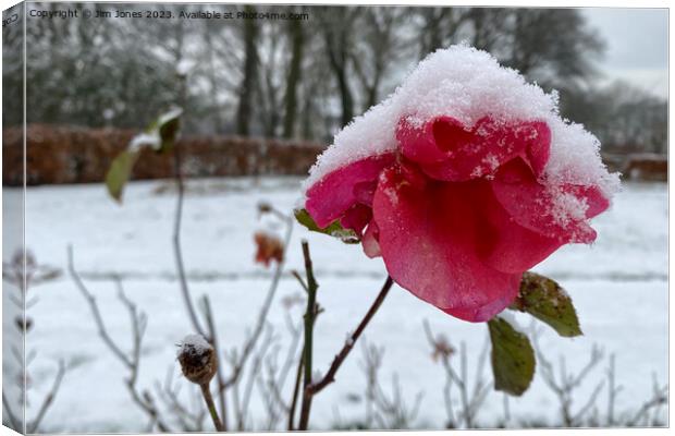 Summer Rose and Winter Snow Canvas Print by Jim Jones