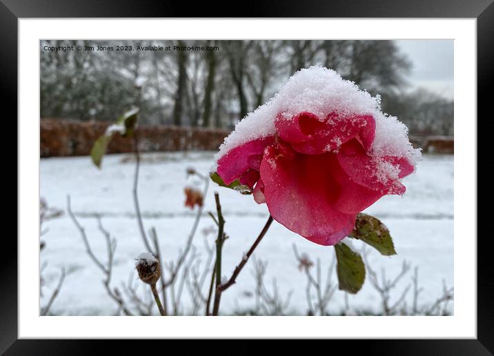 Summer Rose and Winter Snow Framed Mounted Print by Jim Jones