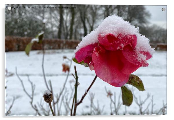Summer Rose and Winter Snow Acrylic by Jim Jones