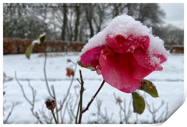 Summer Rose and Winter Snow Print by Jim Jones