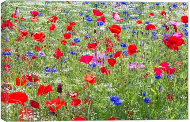Colourful red poppies and blue cornflowers Canvas Print by Bryan Attewell