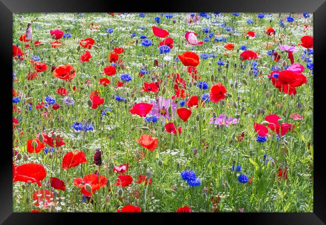 Colourful red poppies and blue cornflowers Framed Print by Bryan Attewell