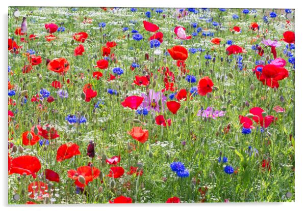 Colourful red poppies and blue cornflowers Acrylic by Bryan Attewell