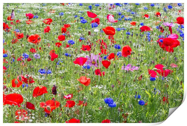 Colourful red poppies and blue cornflowers Print by Bryan Attewell