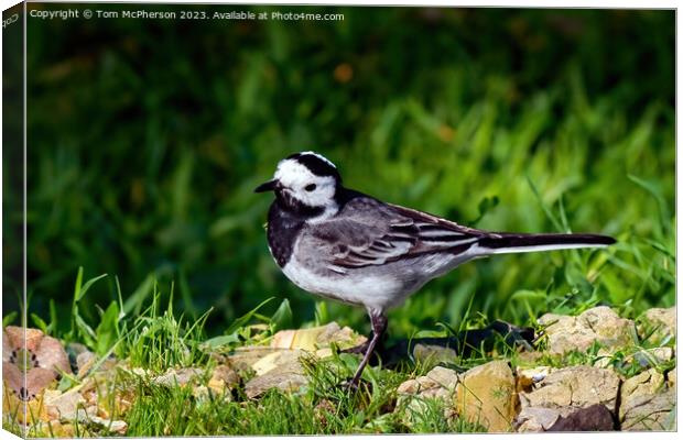Pied Wagtail  Canvas Print by Tom McPherson