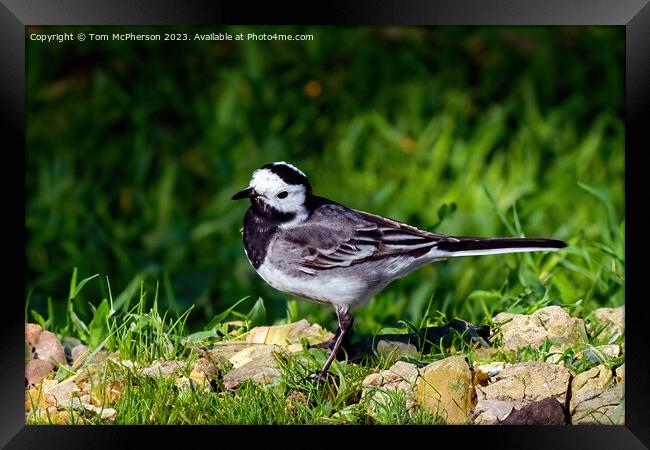 Pied Wagtail  Framed Print by Tom McPherson