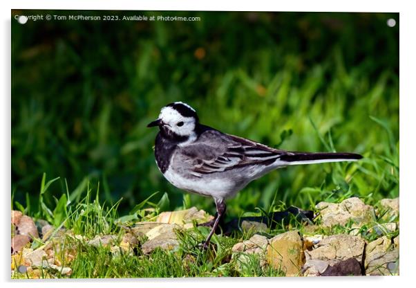 Pied Wagtail  Acrylic by Tom McPherson