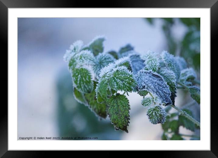 Green Plant leaves covered in frost Framed Mounted Print by Helen Reid