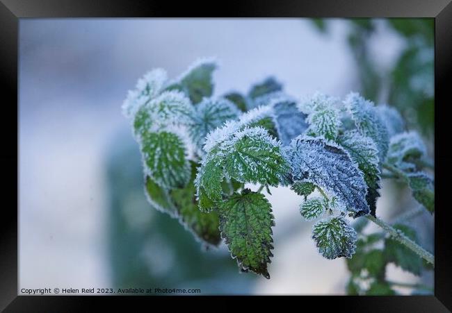 Green Plant leaves covered in frost Framed Print by Helen Reid