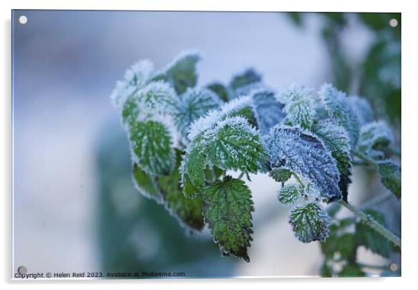Green Plant leaves covered in frost Acrylic by Helen Reid