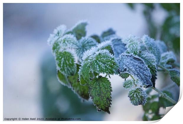 Green Plant leaves covered in frost Print by Helen Reid