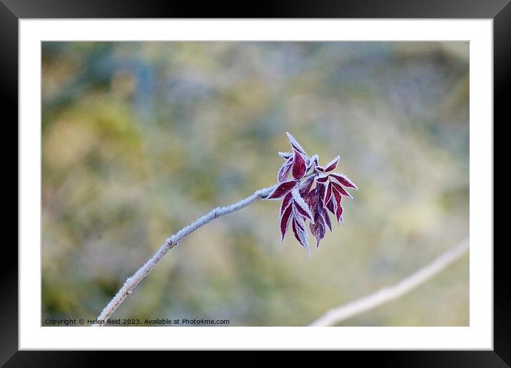 Red leaves on a single branch covered in frost  Framed Mounted Print by Helen Reid