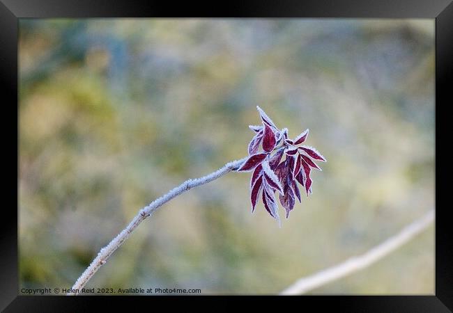 Red leaves on a single branch covered in frost  Framed Print by Helen Reid