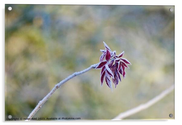 Red leaves on a single branch covered in frost  Acrylic by Helen Reid