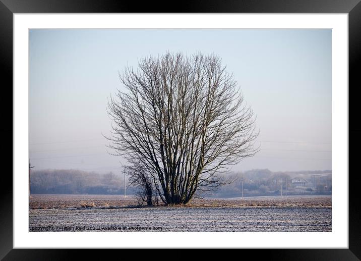 Single bare leaves winter tree in a frosty field Framed Mounted Print by Helen Reid