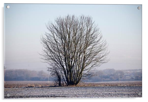 Single bare leaves winter tree in a frosty field Acrylic by Helen Reid