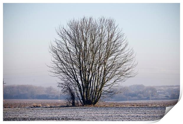 Single bare leaves winter tree in a frosty field Print by Helen Reid