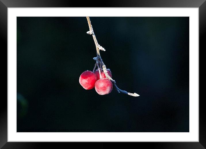 Red crab apples covered in frost  Framed Mounted Print by Helen Reid