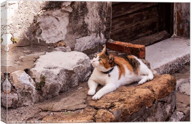 Tr colour Pet cat siting waiting for a cricket climbing the wall Canvas Print by Holly Burgess
