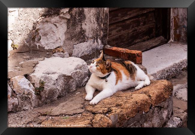Tr colour Pet cat siting waiting for a cricket climbing the wall Framed Print by Holly Burgess