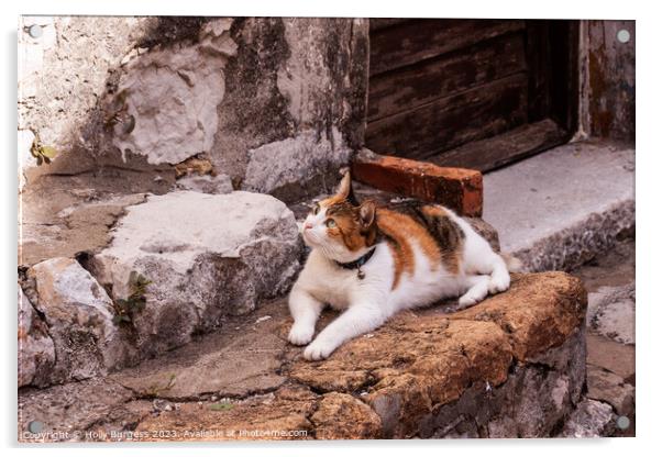 Tr colour Pet cat siting waiting for a cricket climbing the wall Acrylic by Holly Burgess