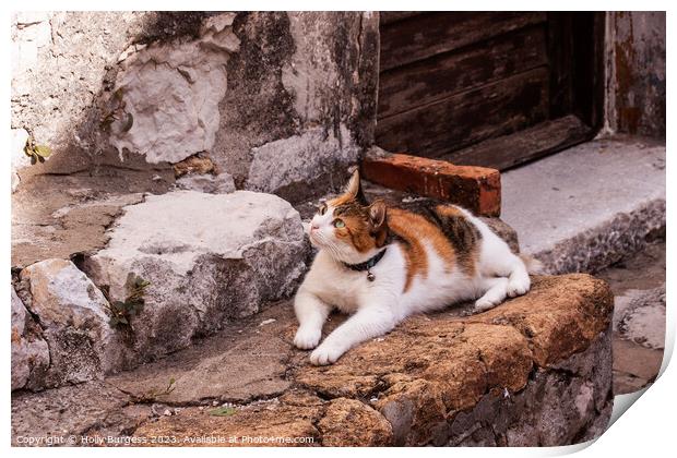 Tr colour Pet cat siting waiting for a cricket climbing the wall Print by Holly Burgess