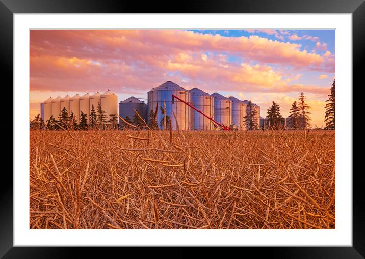 close up of grain storage bins with harvest ready canola field in the foreground Framed Mounted Print by Dave Reede