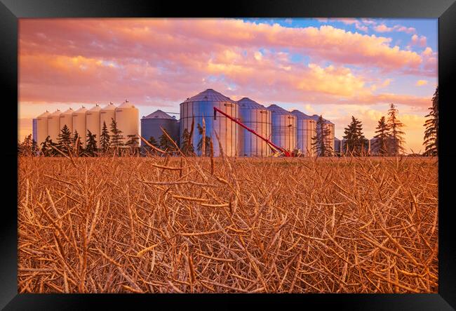 close up of grain storage bins with harvest ready canola field in the foreground Framed Print by Dave Reede