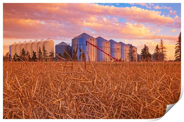 close up of grain storage bins with harvest ready canola field in the foreground Print by Dave Reede