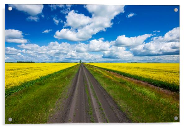 road through farmland with canola on both sides Acrylic by Dave Reede