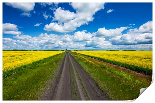 road through farmland with canola on both sides Print by Dave Reede
