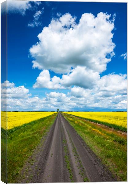 road through farmland with canola on both sides Canvas Print by Dave Reede