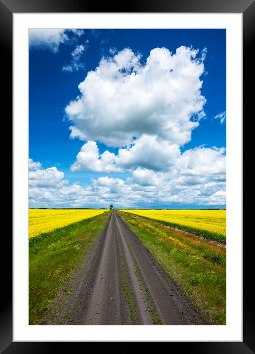 road through farmland with canola on both sides Framed Mounted Print by Dave Reede