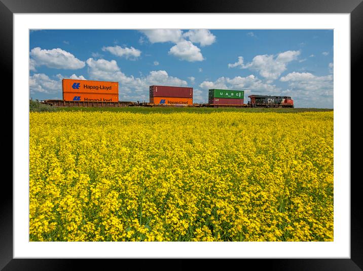 rail cars carrying containers passe a canola field Framed Mounted Print by Dave Reede