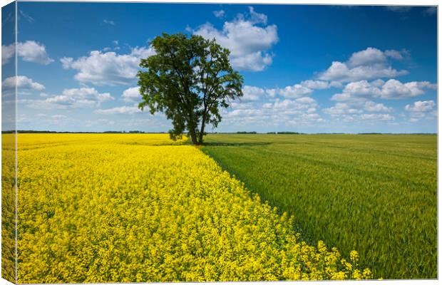 canola and spring wheat fields with cottonwood tree Canvas Print by Dave Reede