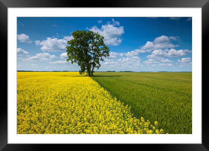 canola and spring wheat fields with cottonwood tree Framed Mounted Print by Dave Reede